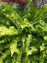 Blechnum gibbum