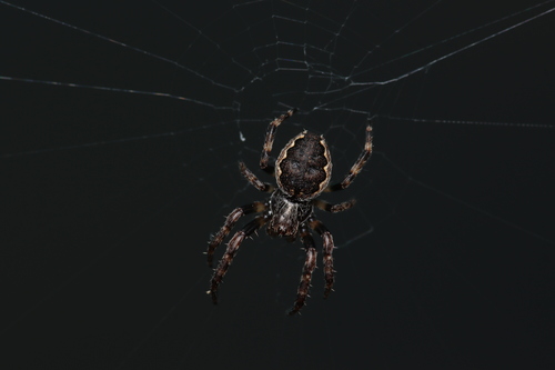 Walnut Orbweaver, Anna Paulowna, Nederland, photo 6 of 10