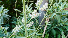 Salvia apiana