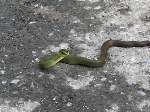 South China Green Snake