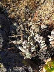 Dudleya attenuata