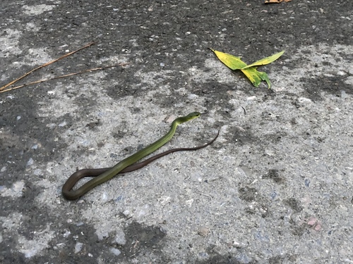 South China Green Snake