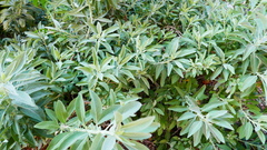 Salvia apiana