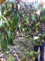 Chrysolepis chrysophylla minor