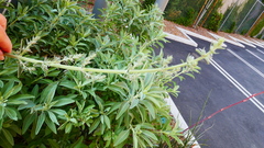 Salvia apiana