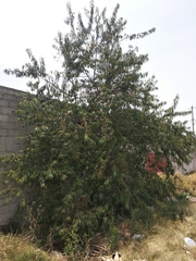 Prunus serotina capuli