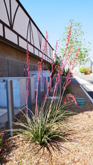 Hesperaloe parviflora