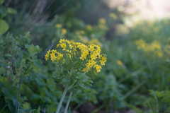 Leontice leontopetalum, photograph (c) Eleftherios Katsillis, some rights reserved (CC BY)