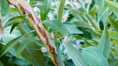 Salvia apiana