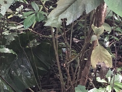 Dendronanthus indicus