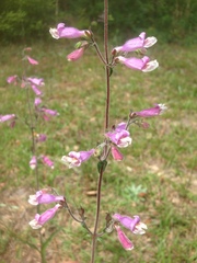 Penstemon australis