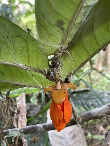 Polyalthia insignis