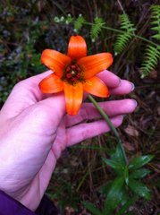 Lilium maritimum