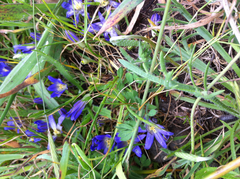 Brodiaea terrestris terrestris