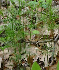Coreopsis verticillata