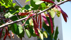 Cercis occidentalis