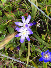 Brodiaea terrestris terrestris