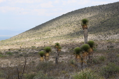 Yucca carnerosana
