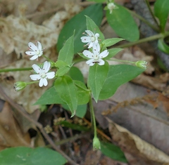 Stellaria pubera