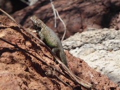 Sceloporus hunsakeri