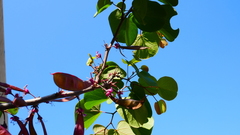 Cercis occidentalis