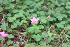 Oxalis hispidula
