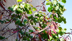 Cercis occidentalis