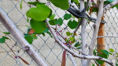 Cercis occidentalis