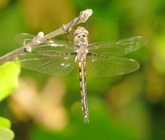 Epitheca petechialis