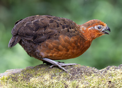 Chestnut Wood-Quail photo 1