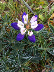 Lupinus variicolor