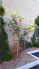 Cercis occidentalis