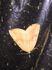 Thallophaga hyperborea