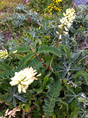 Astragalus nuttallii