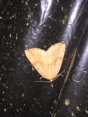 Thallophaga hyperborea