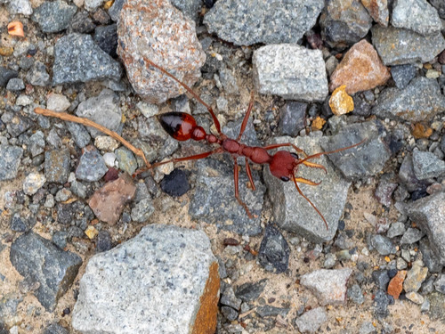 Red Bull Ant