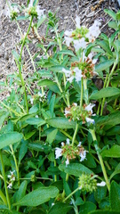 Salvia mellifera