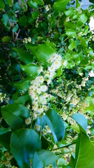 Prunus ilicifolia