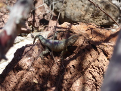 Sceloporus hunsakeri