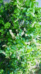 Prunus ilicifolia
