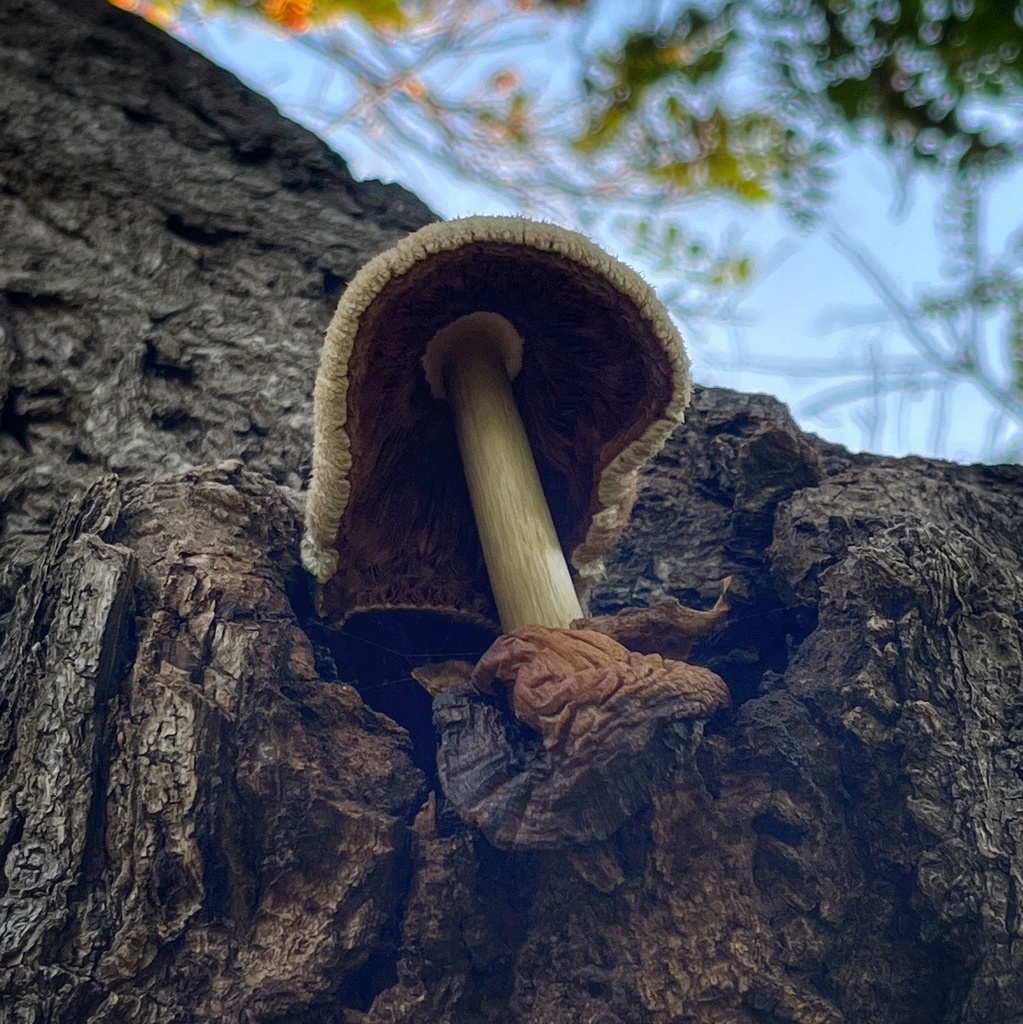 Volvariella bombycina · March 2024 · photo: © abenitezmora (iNaturalist, cc-by)