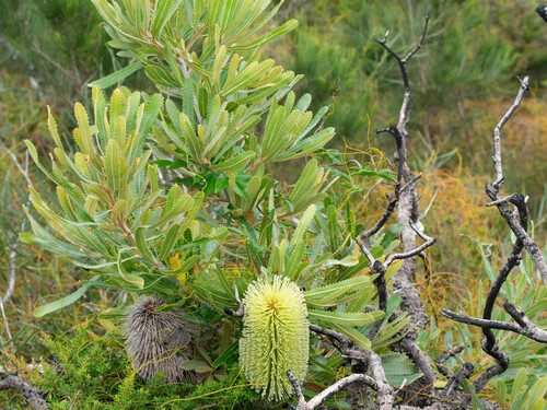 Banksia aemula (Banksia aemula)