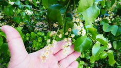 Prunus ilicifolia