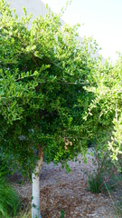 Quercus agrifolia