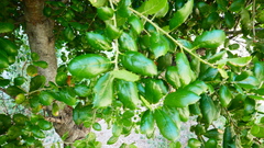 Quercus agrifolia