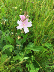 Sidalcea malviflora
