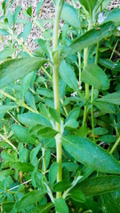 Salvia mellifera