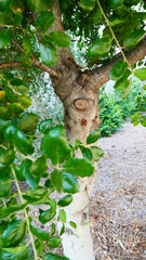 Quercus agrifolia
