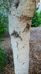 Quercus agrifolia