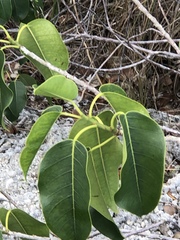 Ficus citrifolia